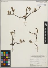 Foto von Salix planifolia Pursh